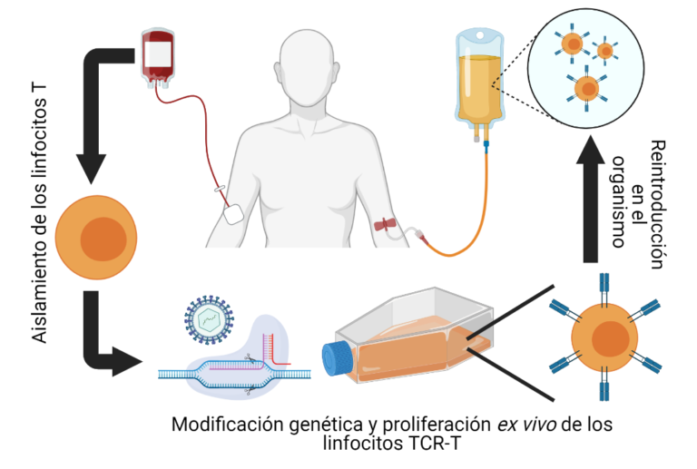 Inmunoterapia Celular Basada En La Transferencia De Linfocitos T Ceebi